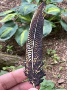 HueForge-feather